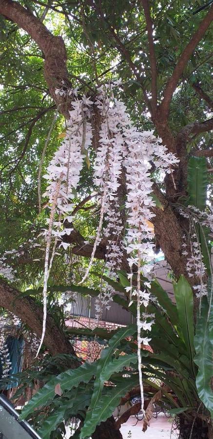 Linh Soi Homestay Mai Châu Kültér fotó